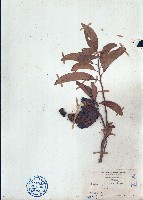 番荔枝藏品圖，第1張