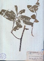 狭瓣鷹爪花、狭瓣鷹爪藏品圖，第1張