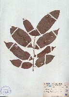 毛葉鷹爪花藏品圖，第1張