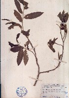 細基丸藏品圖，第1張