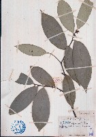 海島木藏品圖，第1張