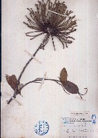 斜脈異顎花、斜脈暗羅藏品圖，第1張