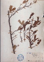 暗羅、雞爪樹藏品圖，第1張