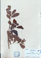 暗羅、雞爪樹藏品圖，第1張