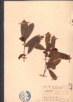 沙堡暗羅藏品圖，第1張