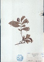 沙堡暗羅藏品圖，第1張