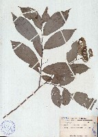 野獨活藏品圖，第1張