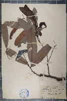 裏白瓜馥木、白葉瓜馥木藏品圖，第1張