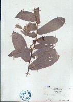 皂帽花藏品圖，第1張