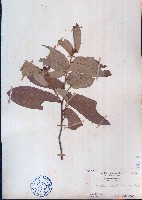 皂帽花藏品圖，第1張