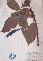 紫玉盤藏品圖，第1張