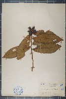 大花紫玉盤、川血烏藏品圖，第1張