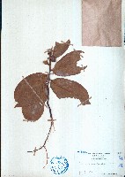 大花紫玉盤、川血烏藏品圖，第1張