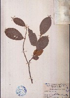 刺果紫玉盤藏品圖，第1張