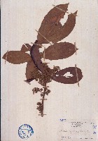 毛黄肉楠藏品圖，第1張