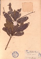 北油丹藏品圖，第1張