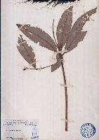 皺皮北油丹藏品圖，第1張