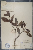 瓊楠藏品圖，第1張