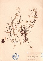 無根藤、無根草藏品圖，第1張