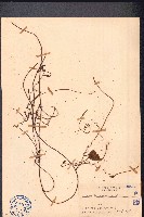 無根藤、無根草藏品圖，第1張