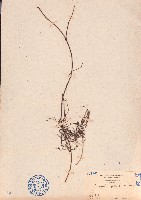 無根藤、無根草藏品圖，第1張