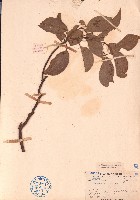 八角樟藏品圖，第1張