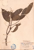 海南厚殼桂藏品圖，第1張