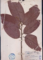 鈍葉厚殼桂藏品圖，第1張