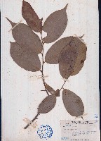 香葉樹藏品圖，第1張