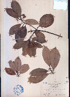 華潤楠、楨楠藏品圖，第1張