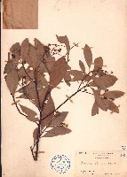 華潤楠、楨楠藏品圖，第1張