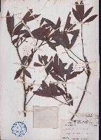 長圓葉新木薑子藏品圖，第1張