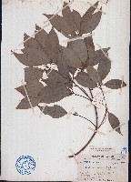 顯脈新木薑子藏品圖，第1張