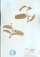 海南山柑藏品圖，第1張