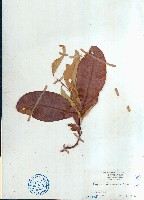 海南山柑藏品圖，第1張