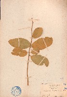 海南山柑藏品圖，第1張