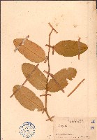 海南山柑藏品圖，第1張