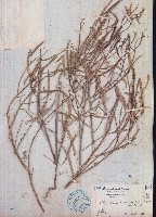 向天黃藏品圖，第1張