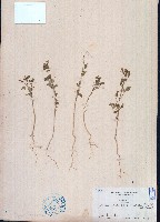 向天黃藏品圖，第1張