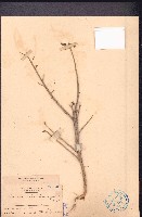 向天黃藏品圖，第1張