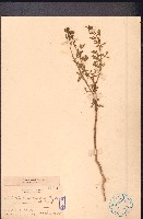 向天黃藏品圖，第1張