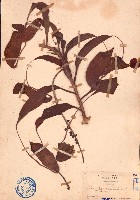 豬籠草藏品圖，第1張