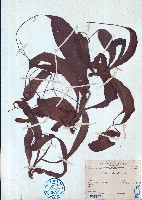 豬籠草藏品圖，第1張