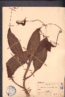 豬籠草藏品圖，第1張