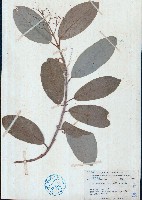 青棉花藏品圖，第1張