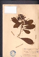 臺灣海桐藏品圖，第1張