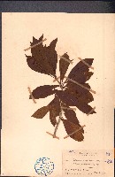 臺灣海桐藏品圖，第1張