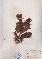 臺灣海桐藏品圖，第1張