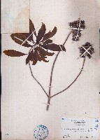 臺灣海桐藏品圖，第1張