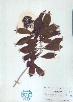 臺灣海桐藏品圖，第1張